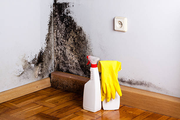 Why You Should Choose Our Mold Remediation Services in Wellston, MO